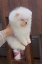 Buy lovable toy Pomeranian Puppy from Mumbai